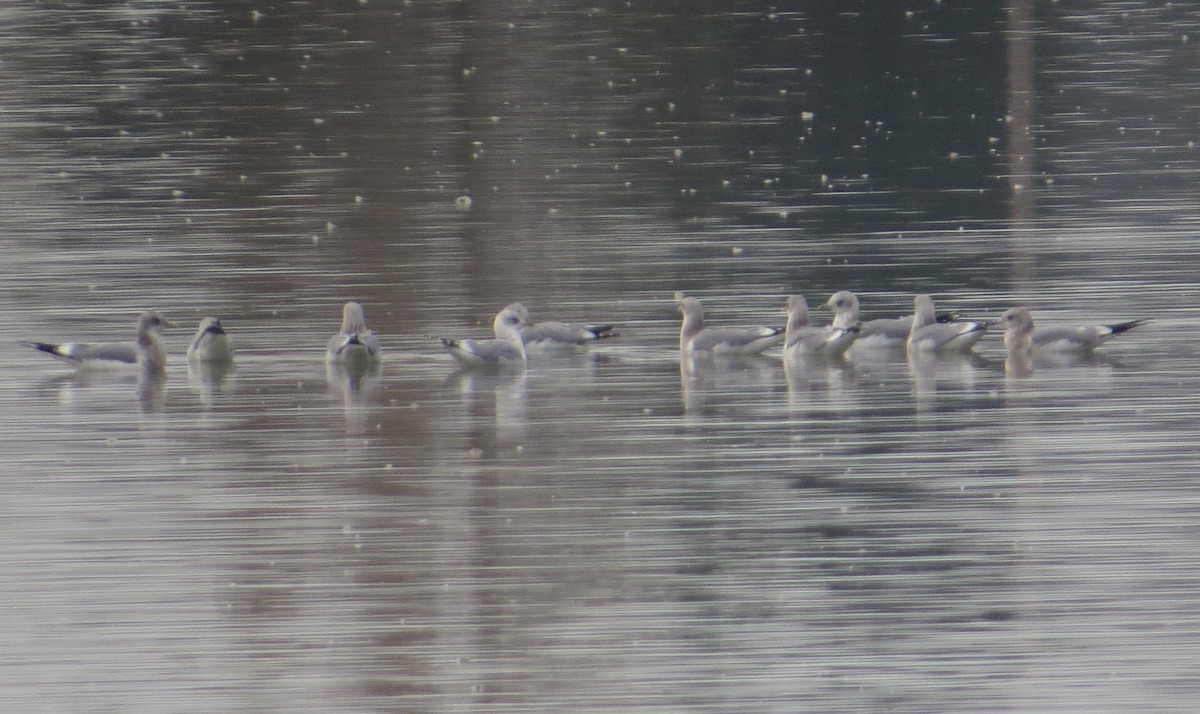 Short-billed Gull - Nels Nelson