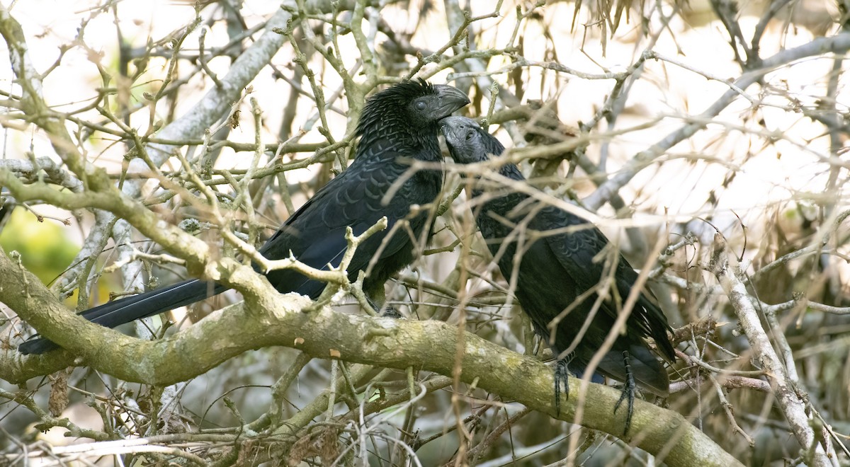 Groove-billed Ani - ML388495341