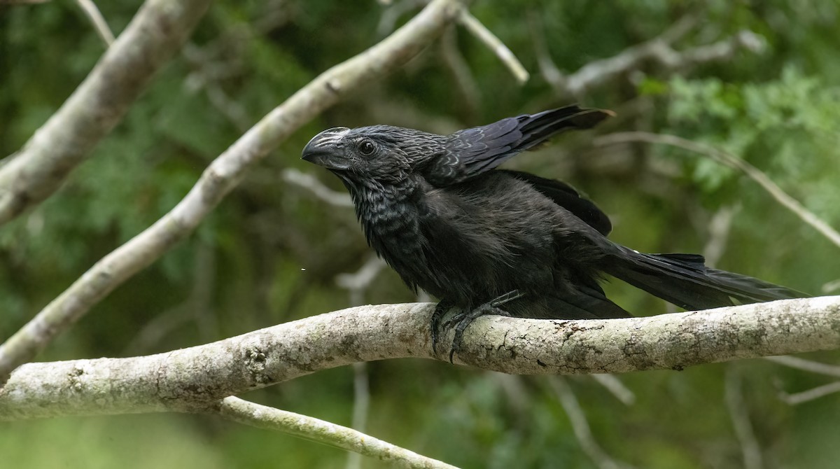 Groove-billed Ani - ML388495381