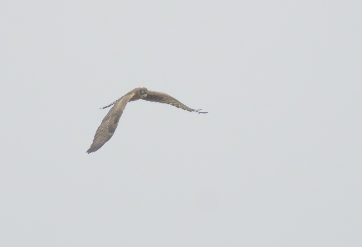 Montagu's Harrier - ML388495891