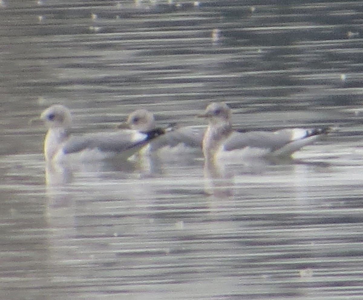 Short-billed Gull - Nels Nelson