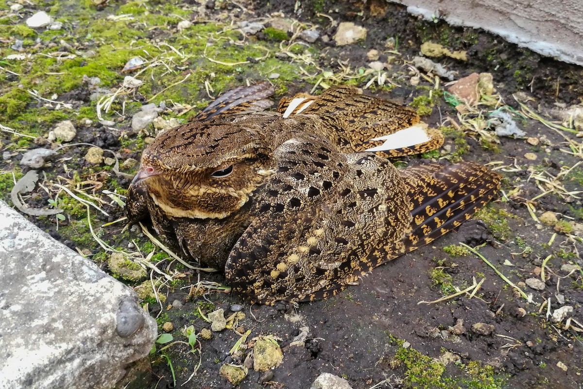 Chuck-will's-widow - ML388496991