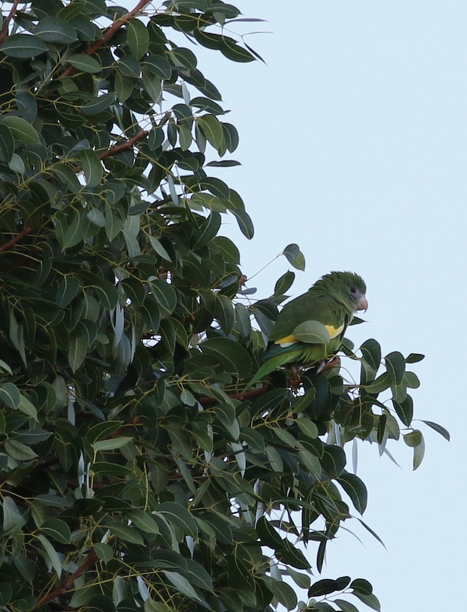 White-winged Parakeet - ML388499321