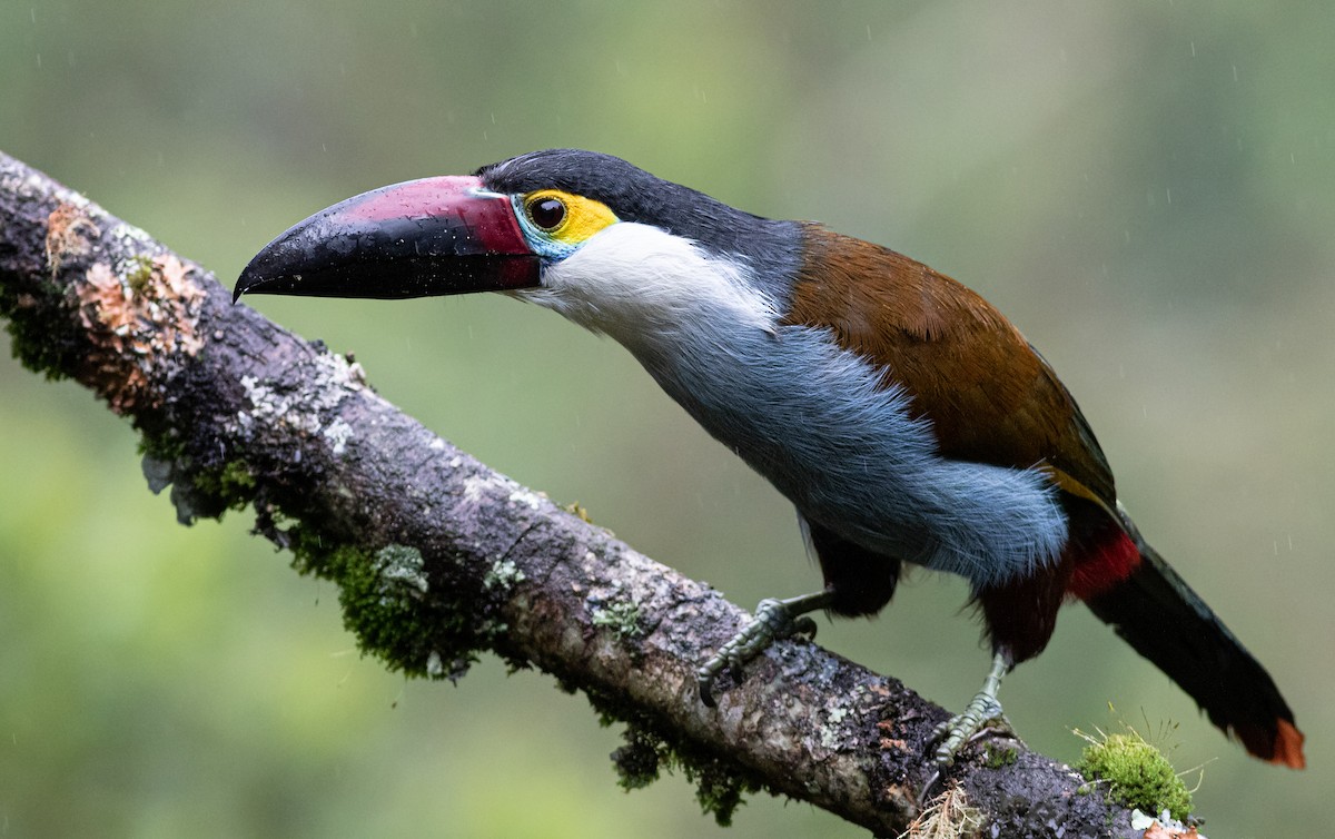 Black-billed Mountain-Toucan - ML388502331