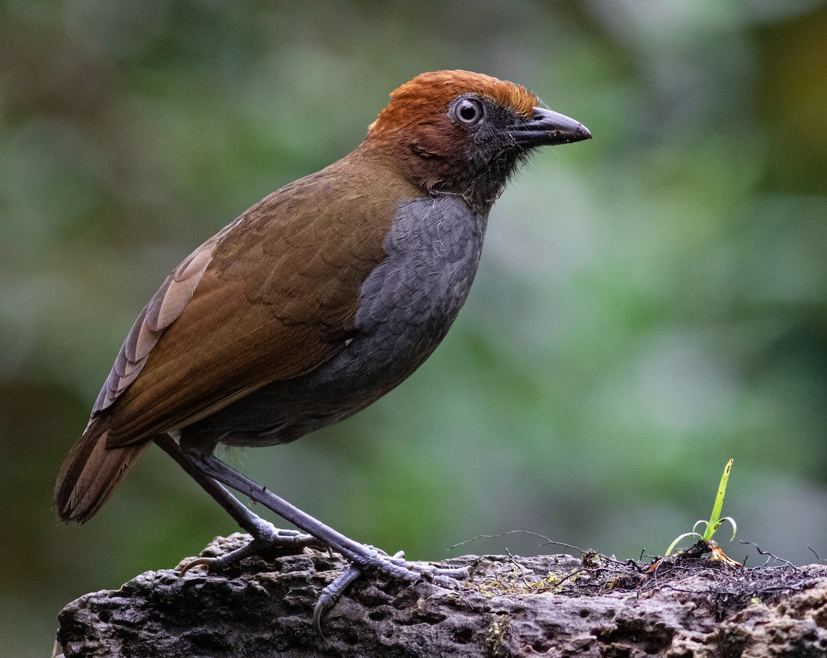 Chestnut-naped Antpitta - ML388502411