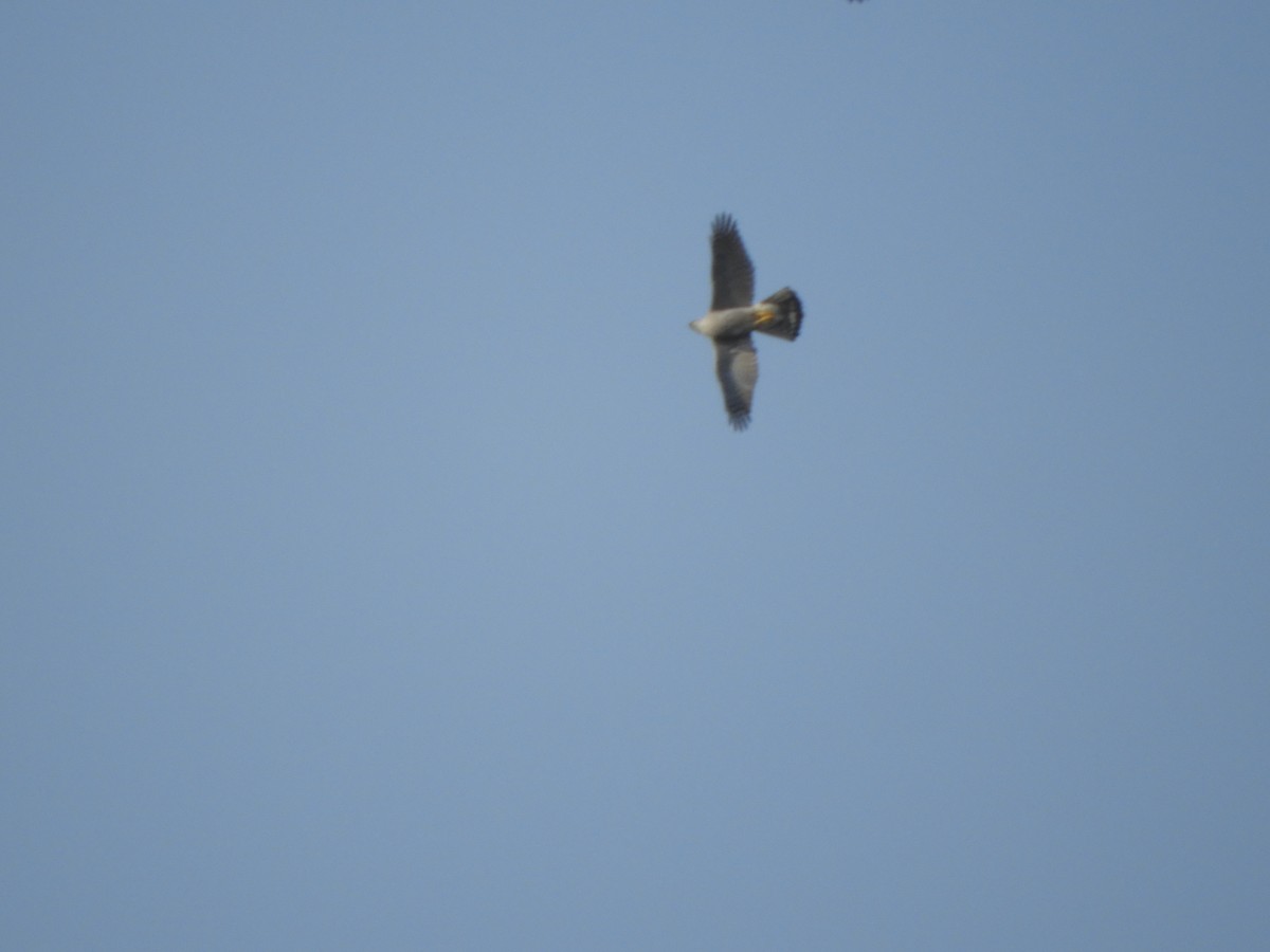 Eurasian Goshawk - Miroslav Mareš