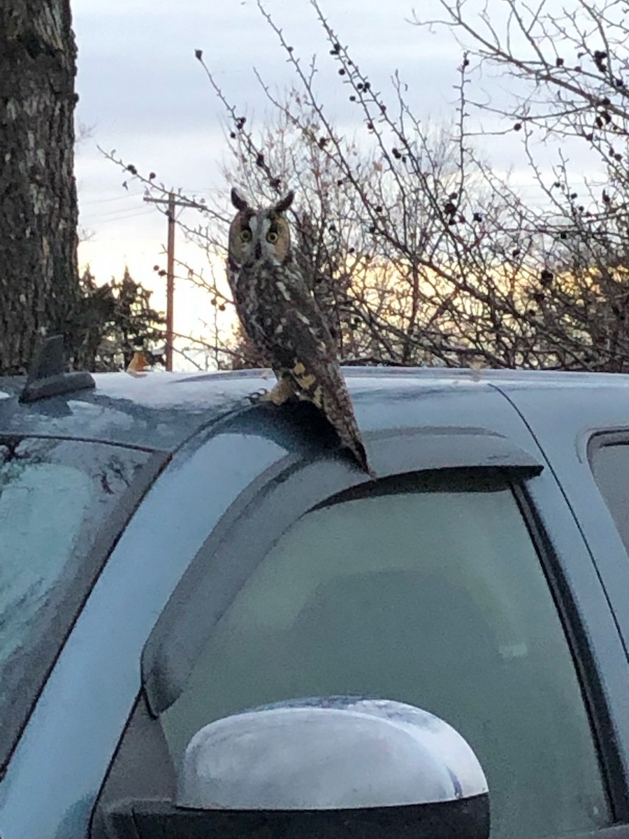 Long-eared Owl - ML388502551