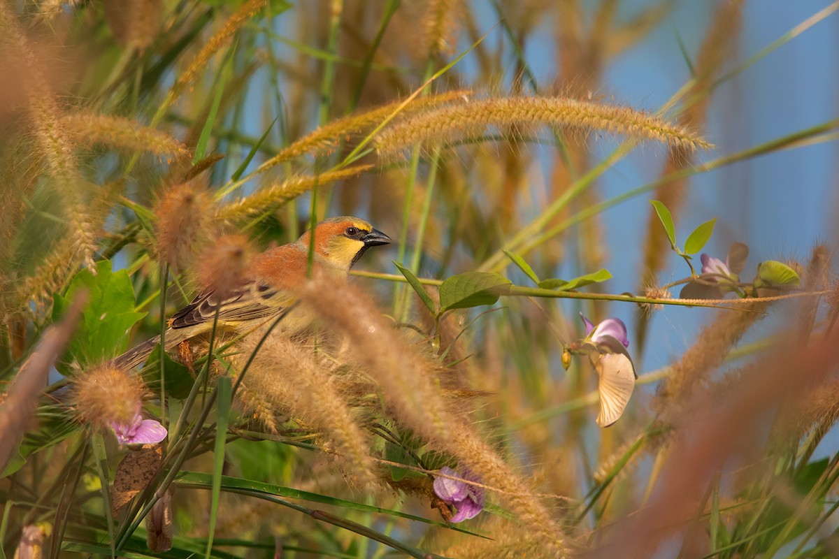 Plain-backed Sparrow - ML388504351