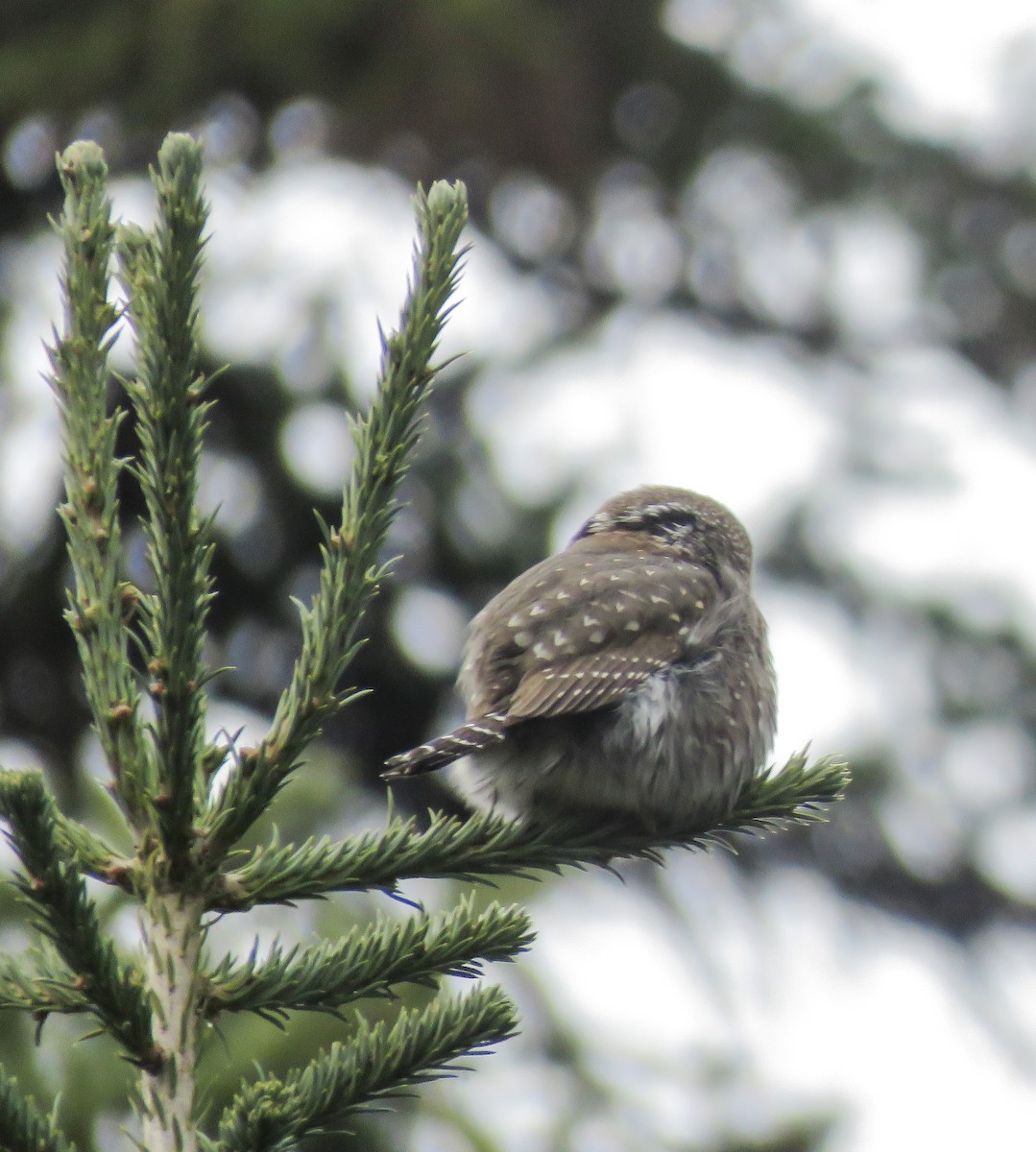 Northern Pygmy-Owl - ML388505811