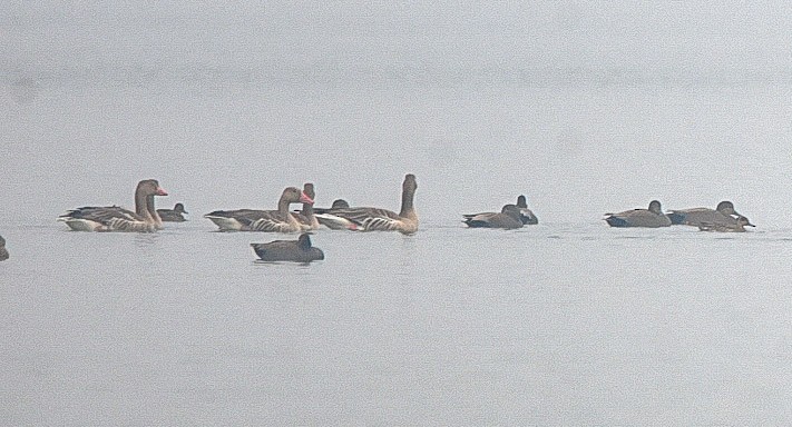 Graylag Goose - ML388506321