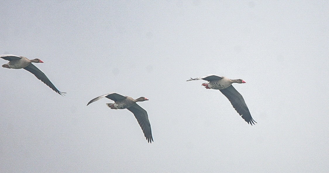 Graylag Goose - ML388506331