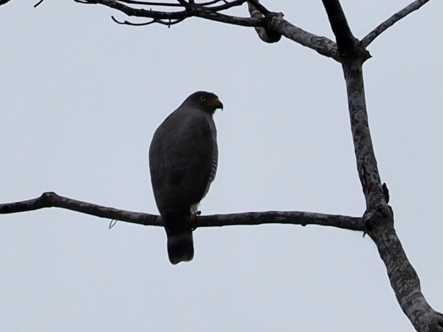 Roadside Hawk - ML388506421