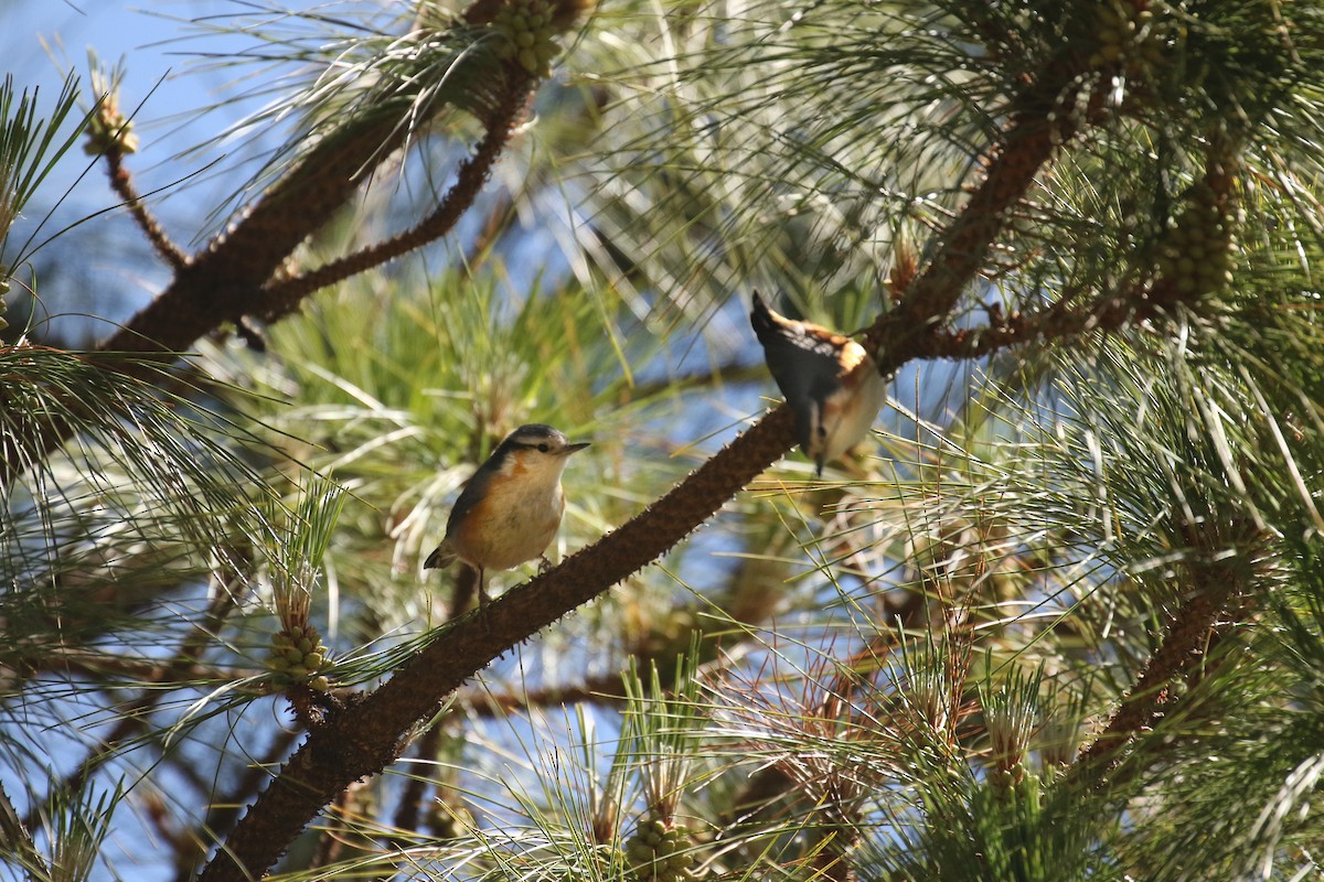 White-browed Nuthatch - ML388506841