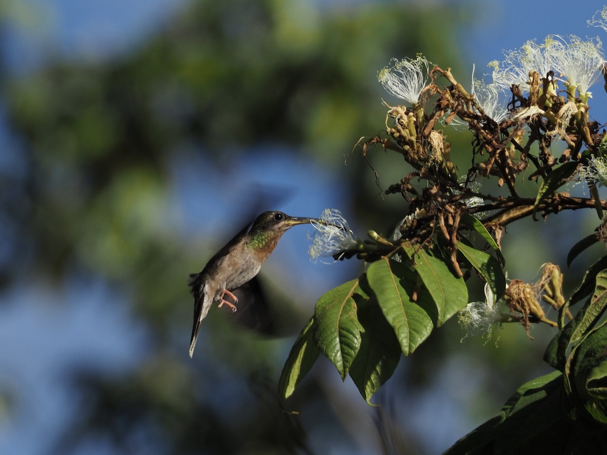 Rufous-breasted Hermit - Kelly Siderio