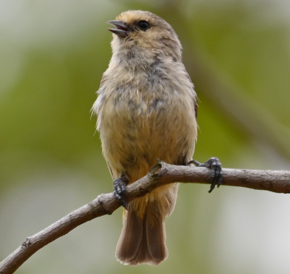 African Penduline-Tit - ML388507481