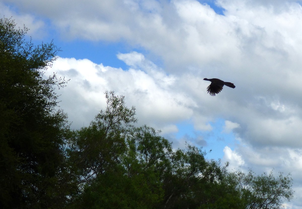 Chaco Chachalaca - ML388507531