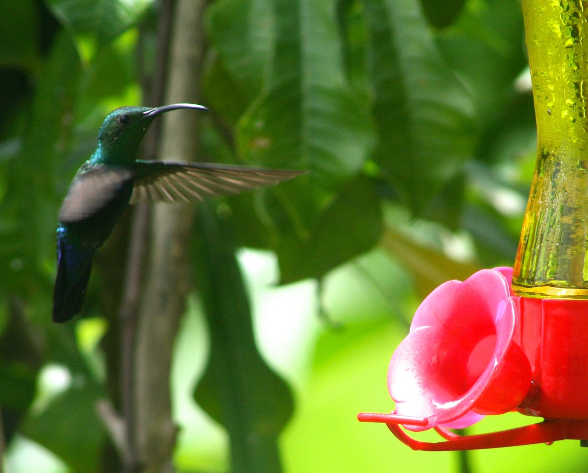 Green-throated Carib - ML38850791