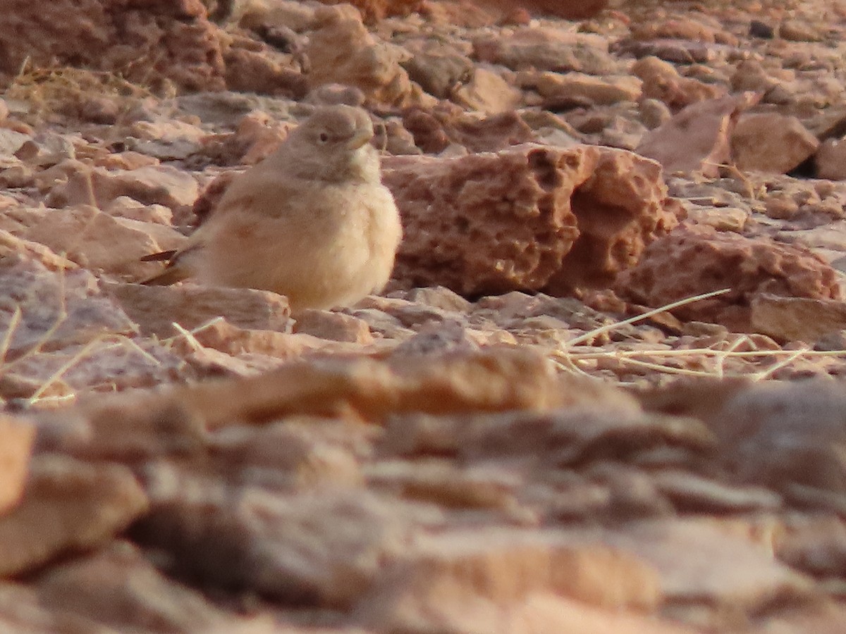 Desert Lark - Gregory Askew