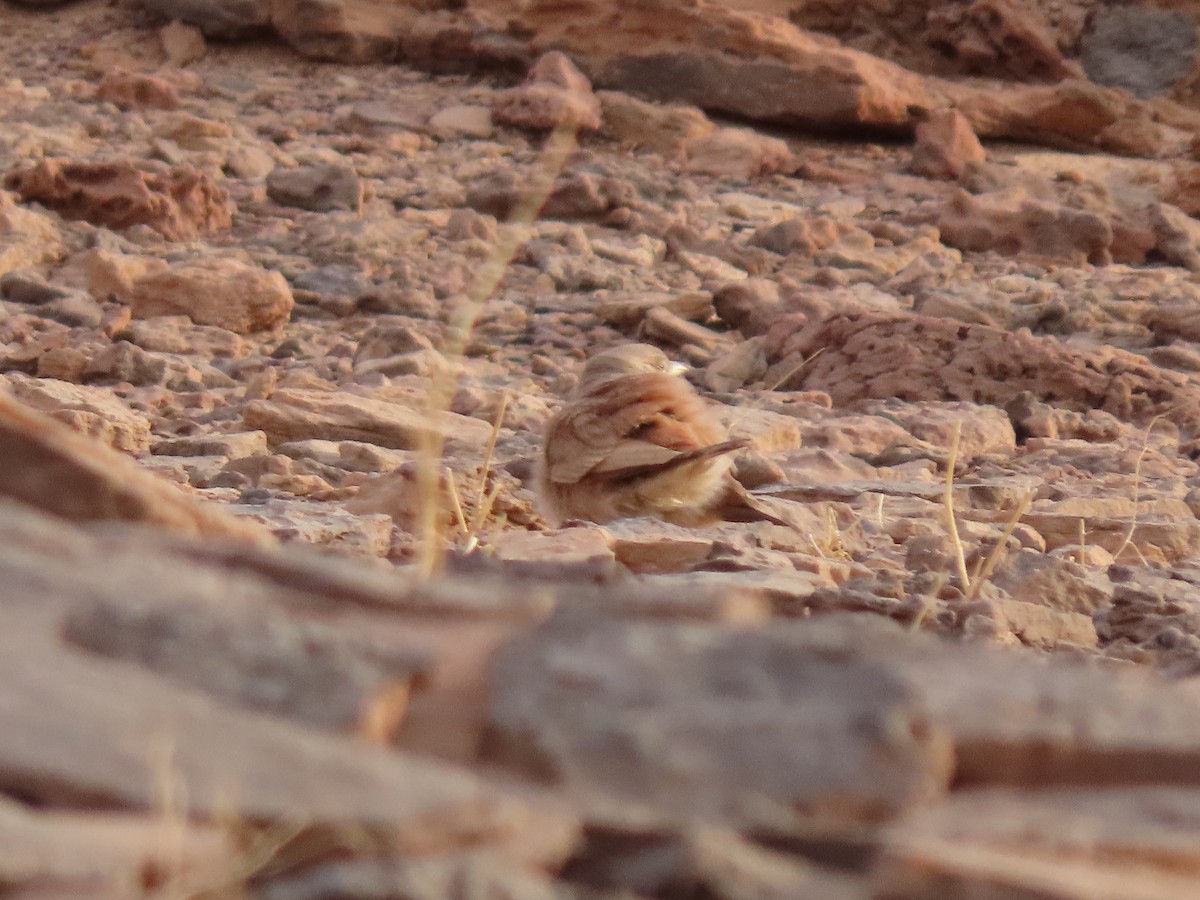 Desert Lark - Gregory Askew