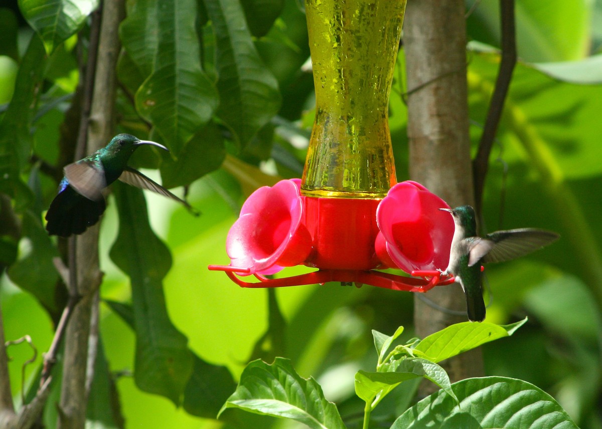 Green-throated Carib - Stuart Malcolm