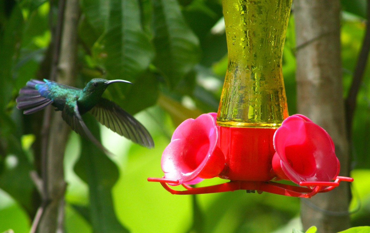 Colibrí Caribeño Gorjiverde - ML38850811