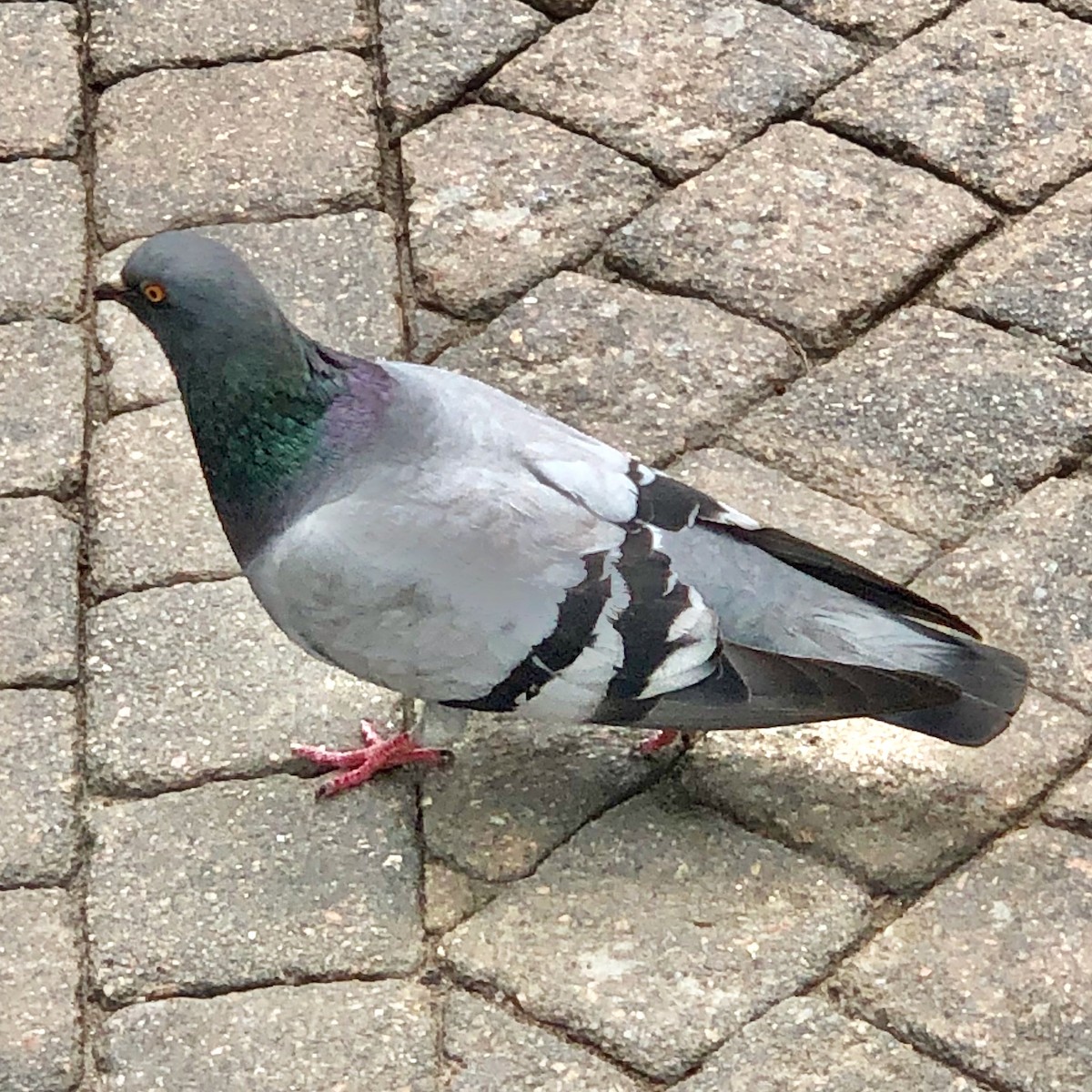 Rock Pigeon (Feral Pigeon) - ML388508331