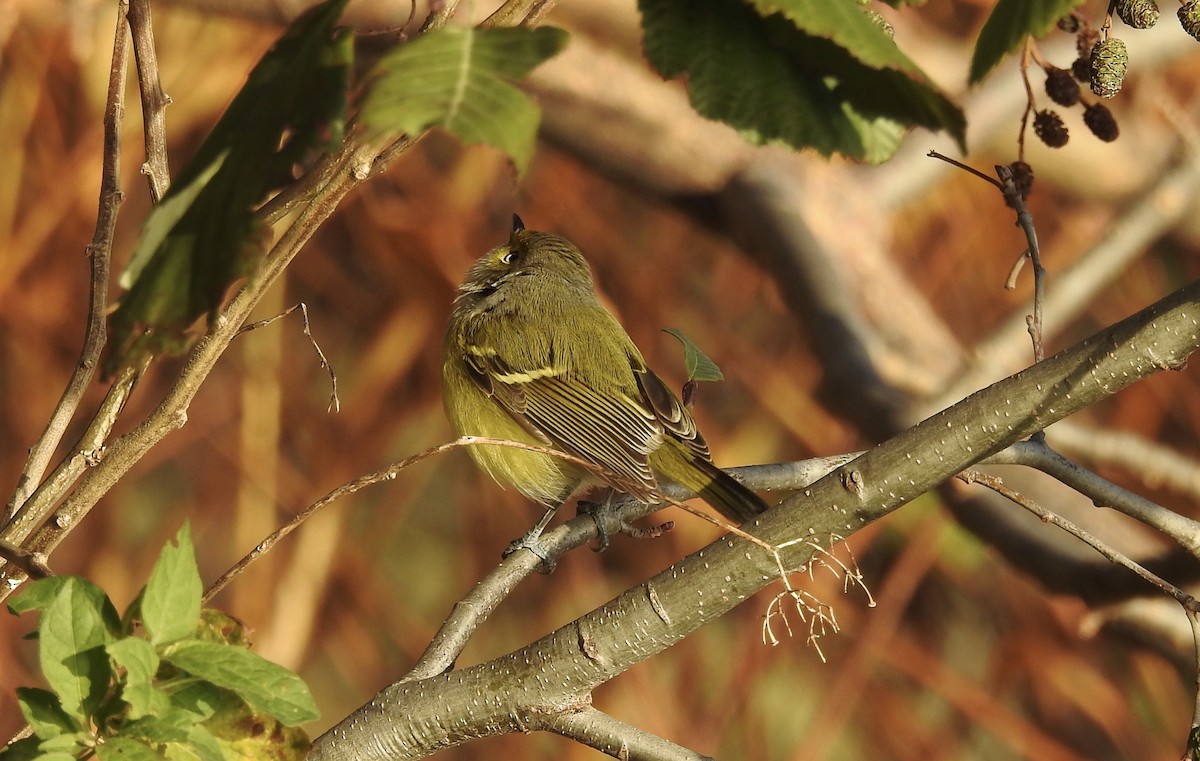 Ak Gözlü Vireo - ML388509721