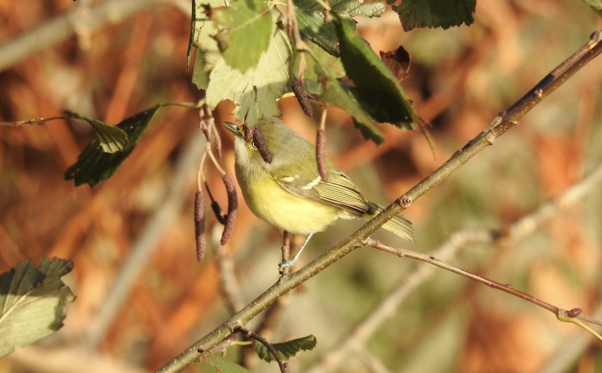 Ak Gözlü Vireo - ML388509731