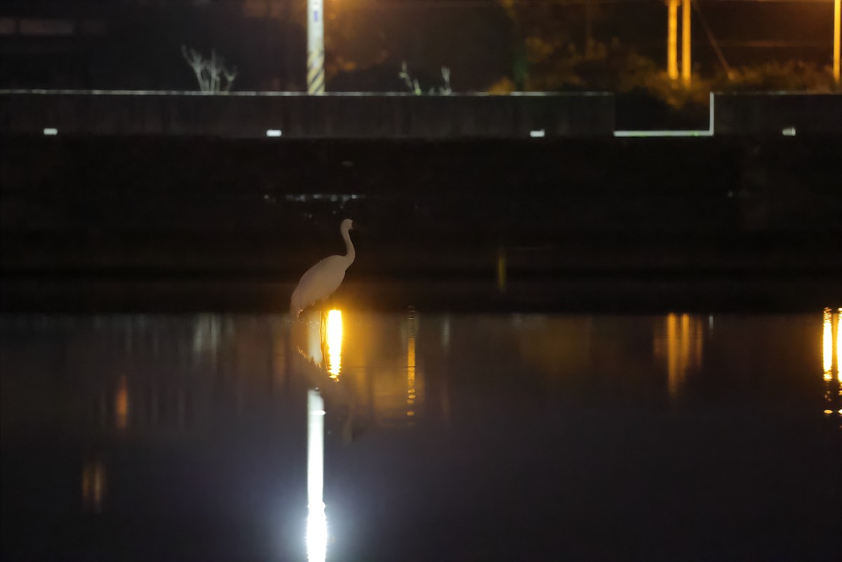 Siberian Crane - ML388510131