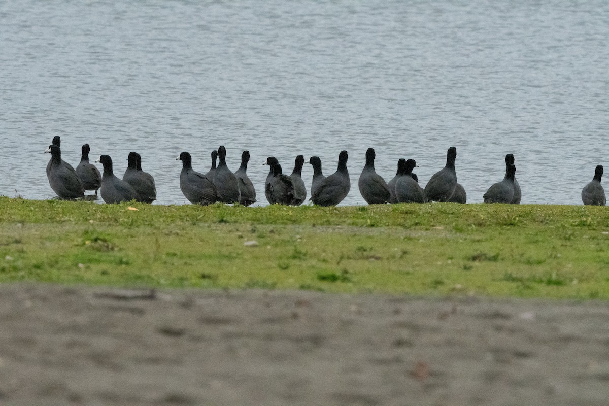 American Coot - ML388510271