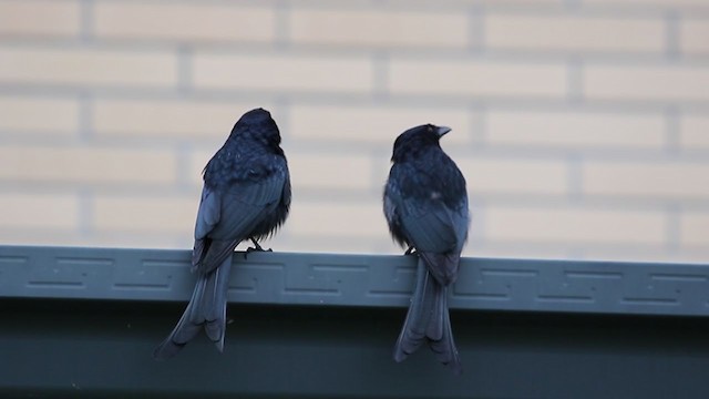 Black Drongo - ML388511151