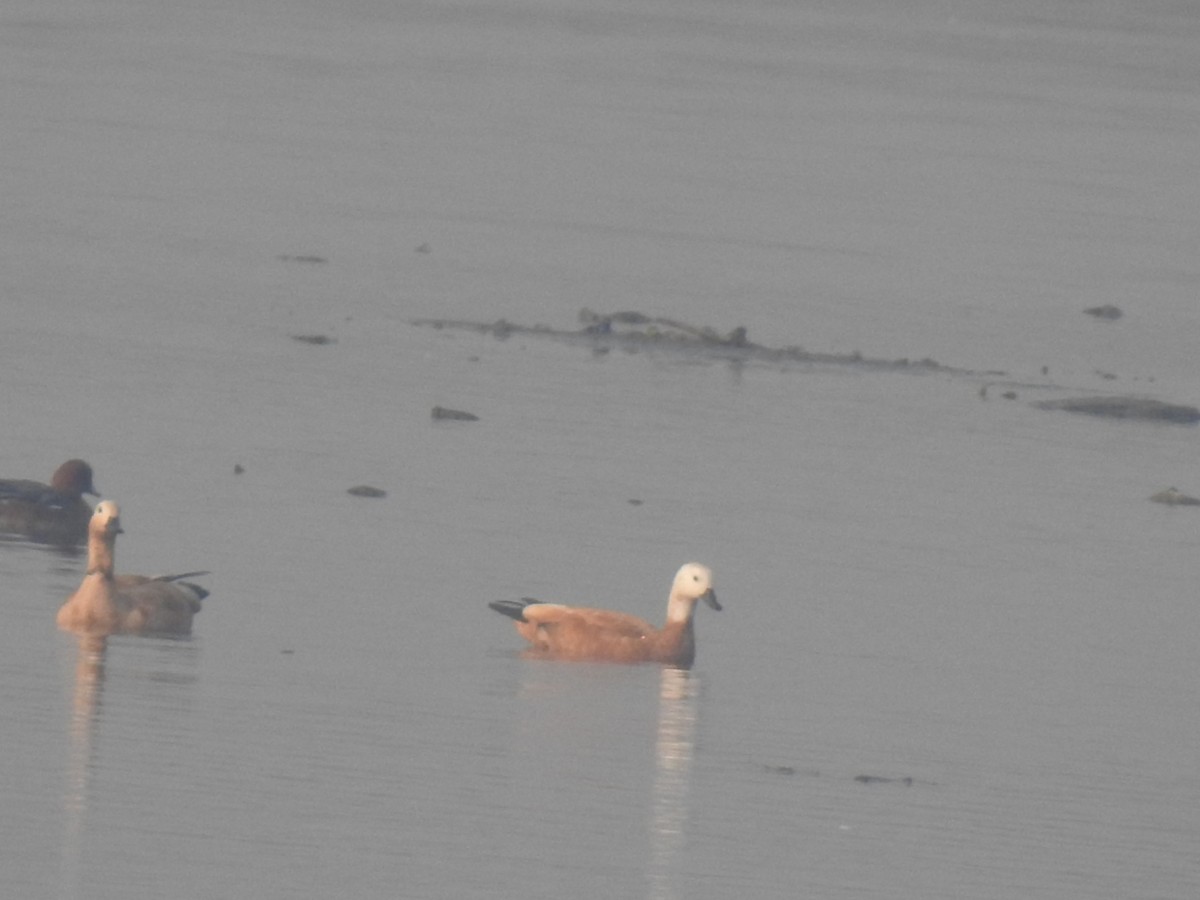 Ruddy Shelduck - ML388511291