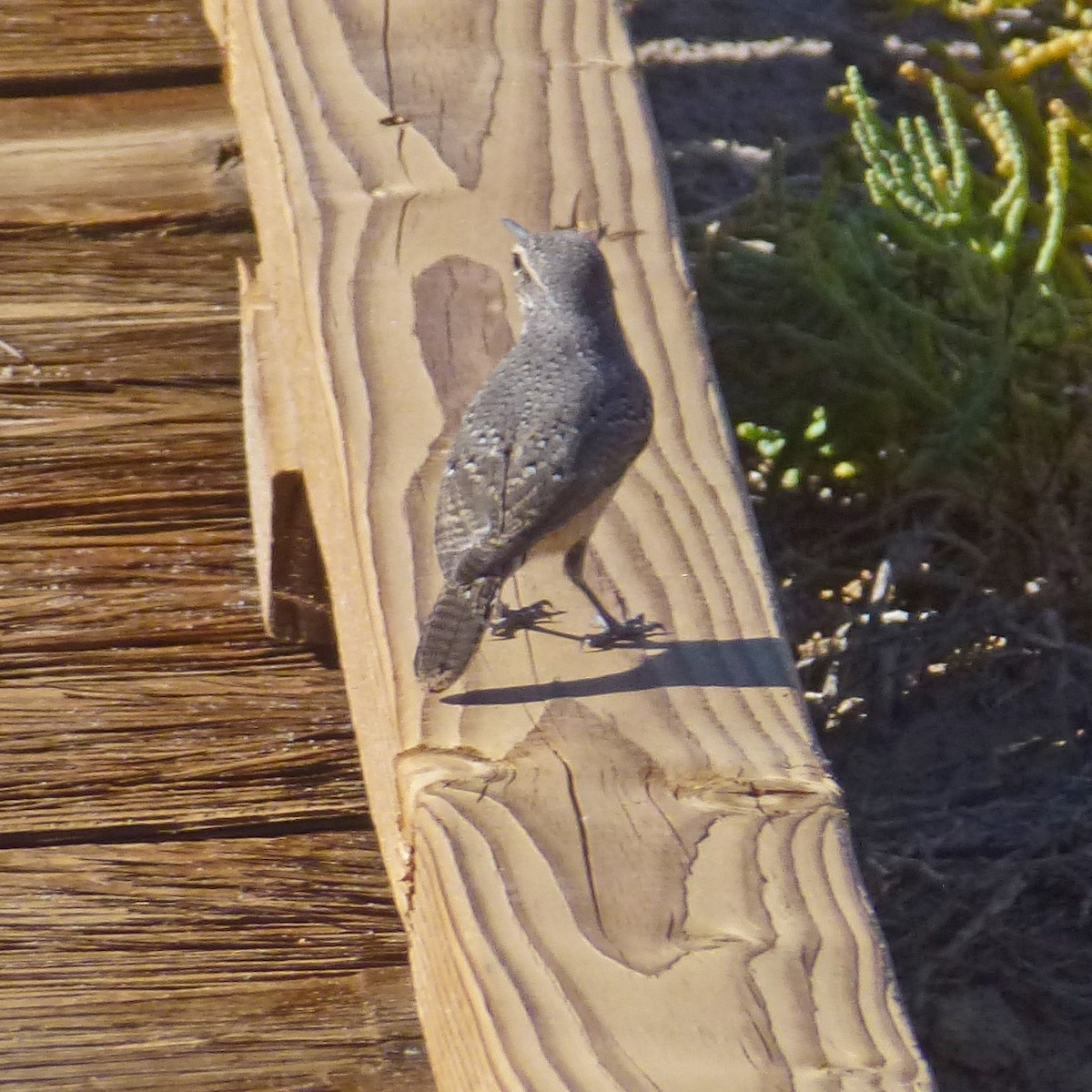 Rock Wren - ML388512421
