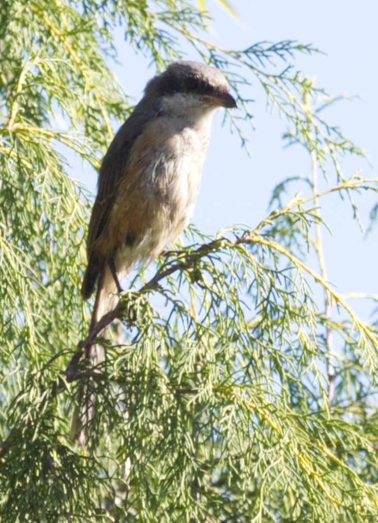 Long-tailed Shrike - ML388514271