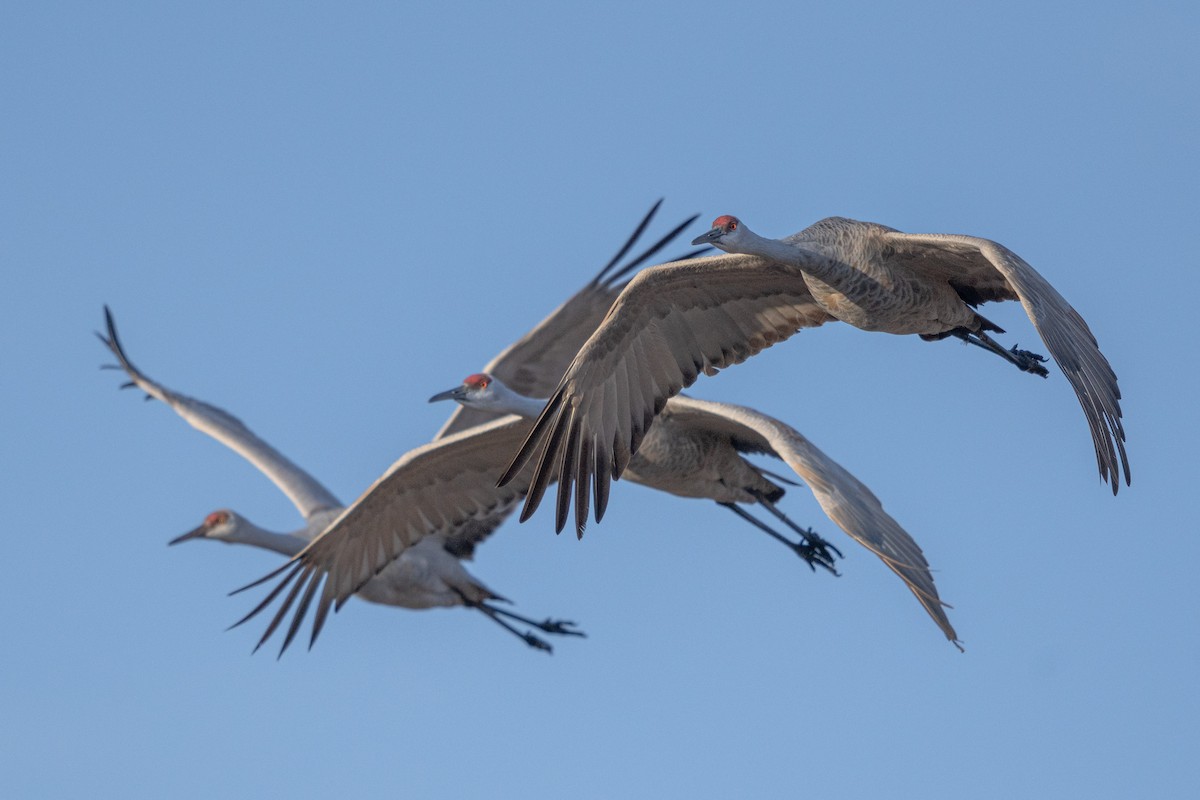 Sandhill Crane - Ryan Shean