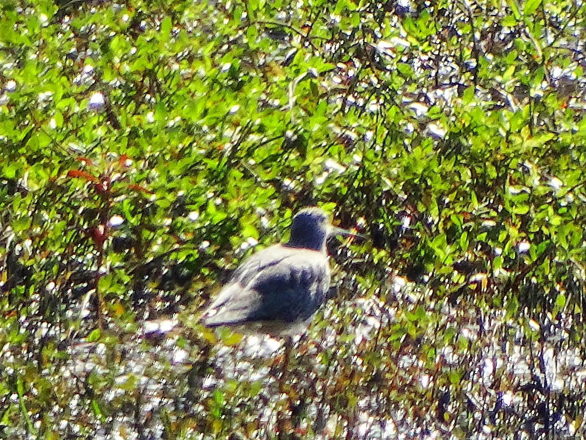 Greater Yellowlegs - ML388514761