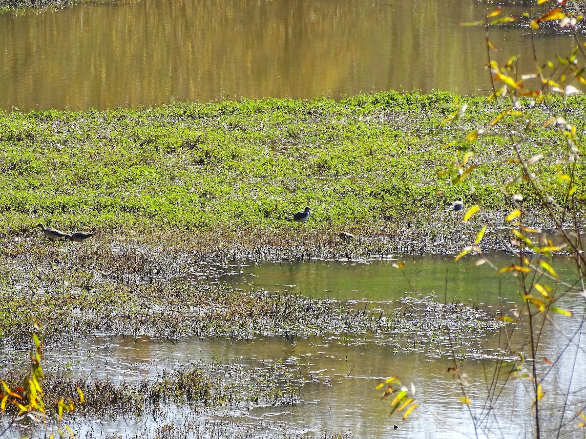 Greater Yellowlegs - ML388514771