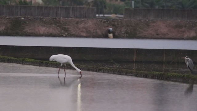 Siberian Crane - ML388515661