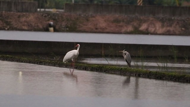 Siberian Crane - ML388515681