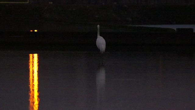 Siberian Crane - ML388515911