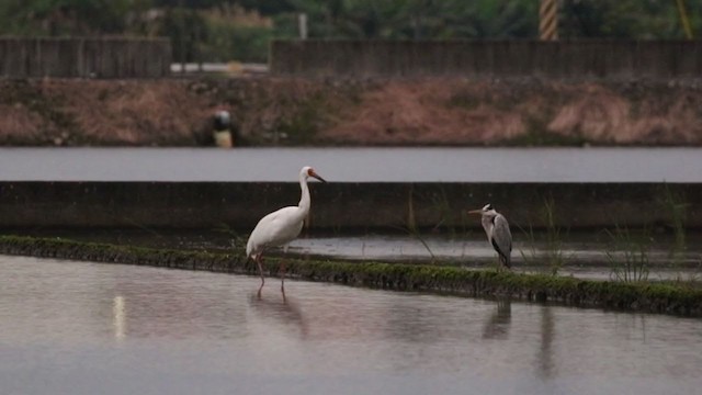ソデグロヅル - ML388515921