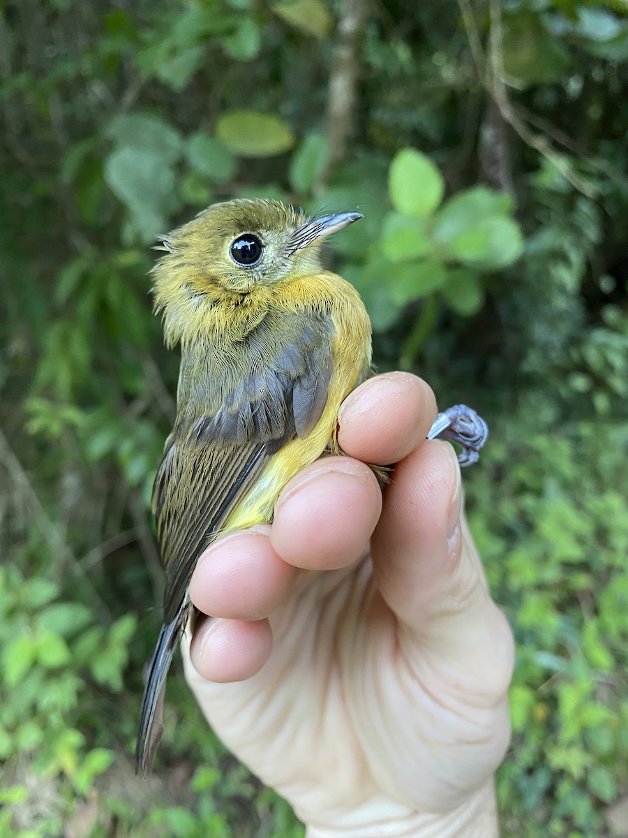 Sulphur-rumped Flycatcher - ML388516001