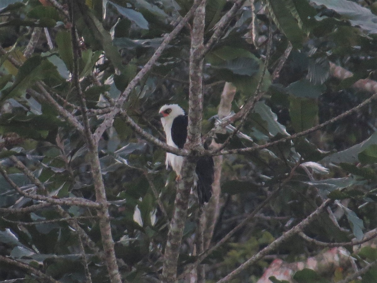 Black-and-white Hawk-Eagle - ML388516851