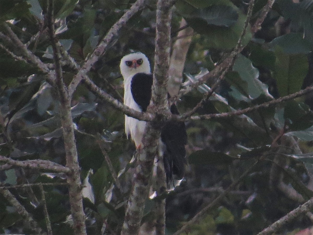 Black-and-white Hawk-Eagle - ML388516871