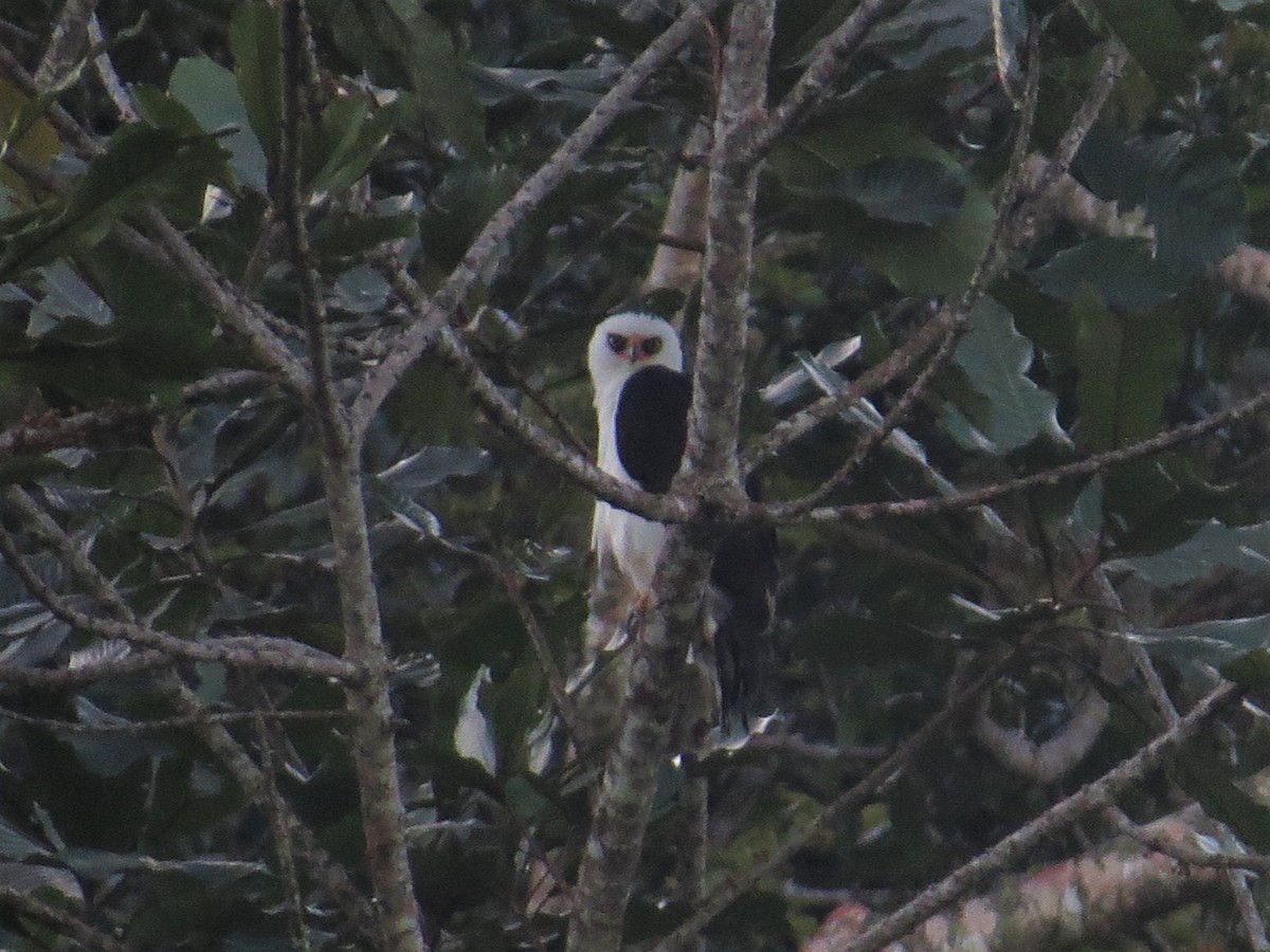 Black-and-white Hawk-Eagle - ML388516881