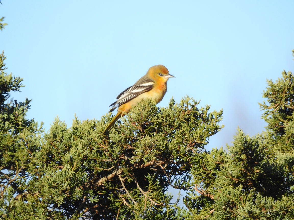 Baltimore Oriole - ML388517331