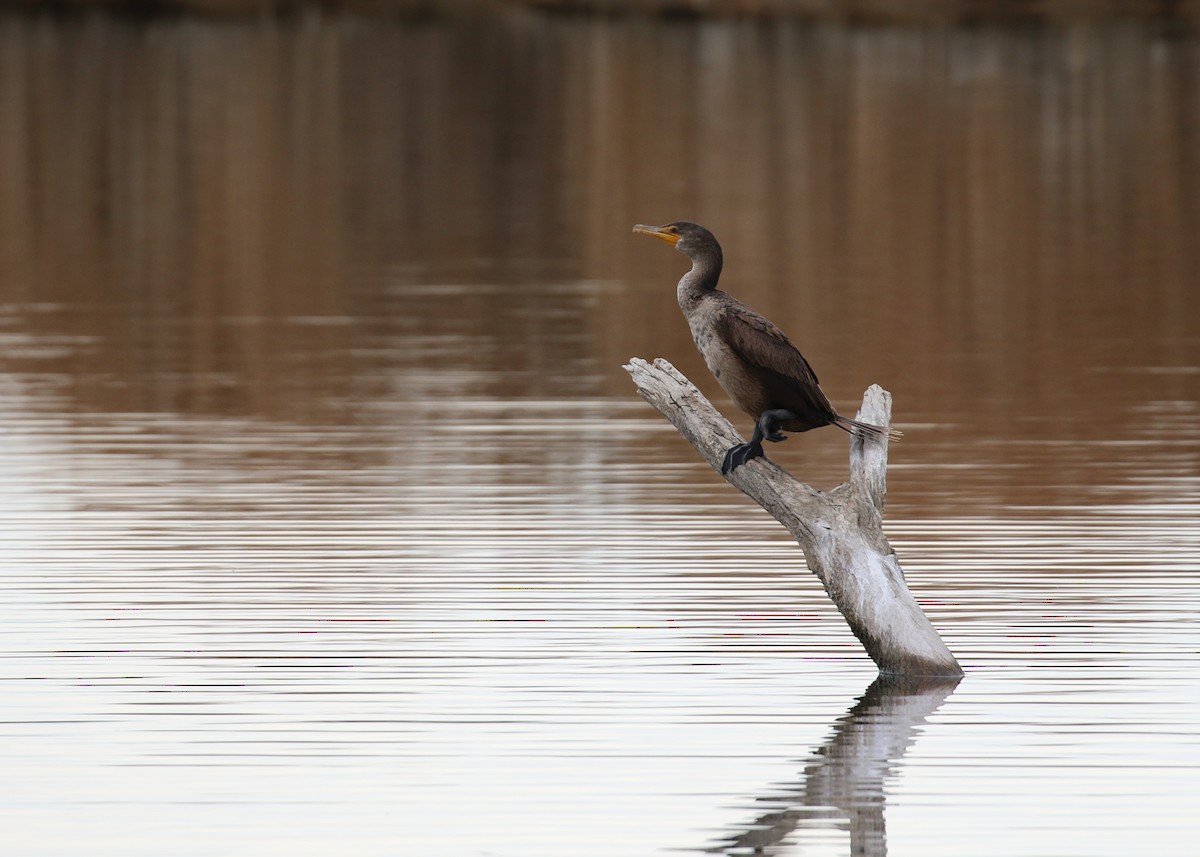 Double-crested Cormorant - ML388518831