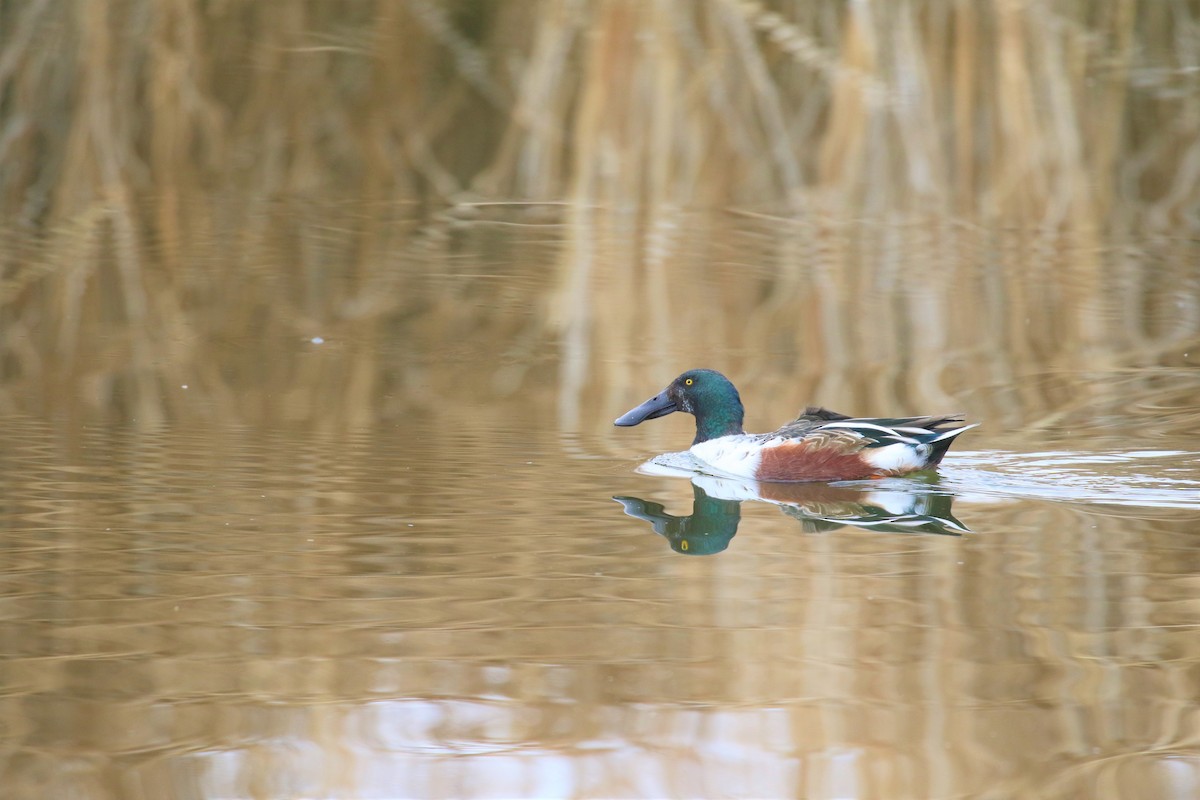 Northern Shoveler - ML388519271