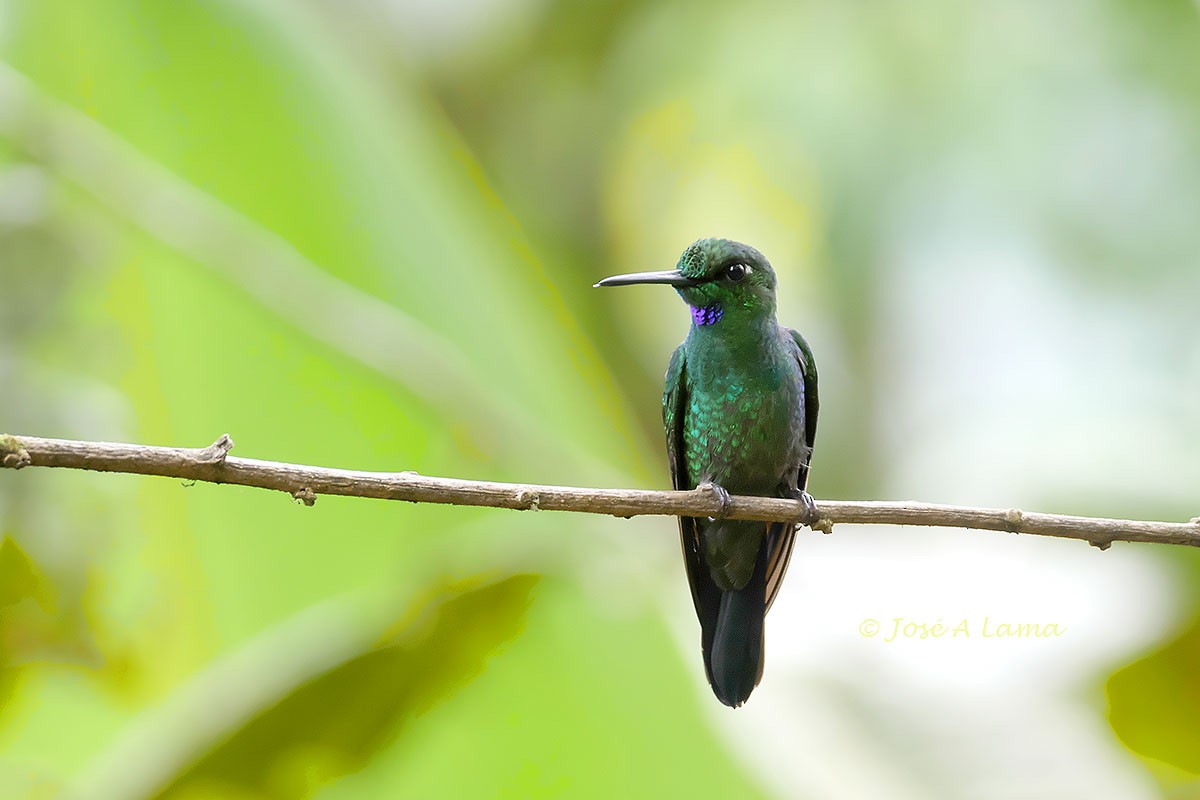 Grünstirn-Brillantkolibri - ML388520311