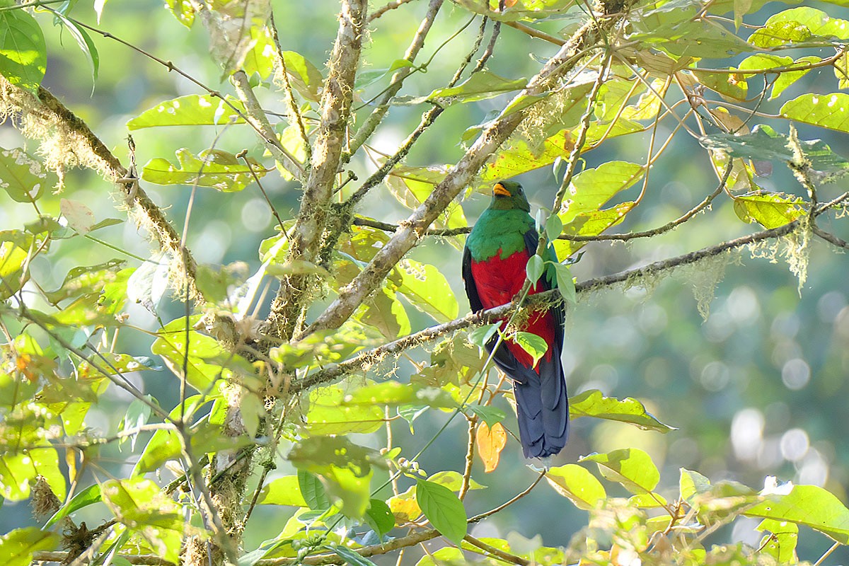 Golden-headed Quetzal - ML388520471